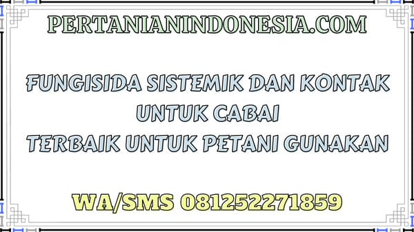 Fungisida Sistemik Dan Kontak Untuk Cabai Terbaik Untuk Petani Gunakan